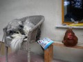 Psička Mara in kokoška Kurika