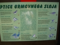 Ptice grmovnega sloja