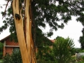 Razklano drevo