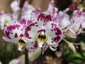 Razstava orhidej in tropskih metuljev