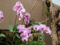 Razstava orhidej in tropskih metuljev