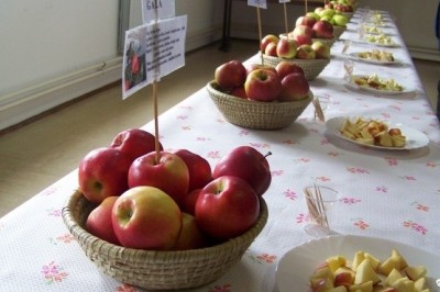 Razstava sadja in izdelkov iz sadja