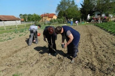 Ročno sajenje bučnega semena