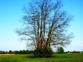 samotno drevo
