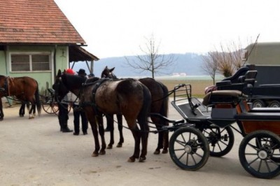 Seminar Vožnja konjskih vpreg