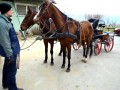 Seminar Vožnja konjskih vpreg
