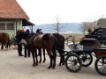 Seminar Vožnja konjskih vpreg