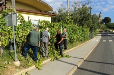 Prostovoljna akcija vinogradnikov pri vinski kleti, foto: Janez Konrad