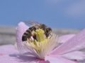 Skrbna čebela