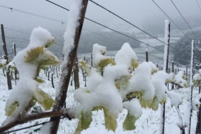 Pogled na vinograd P&F Jeruzalem lanskega aprila