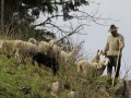 Pastir končno najde svoje ovce
