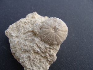 Fosilni morski ježek iz Šentilja