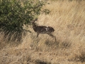 Steenbok