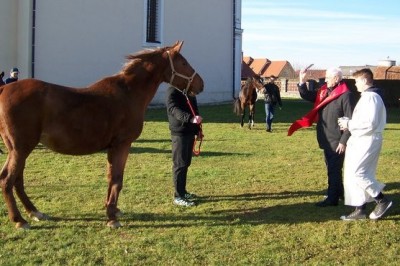 Štefanov blagoslov konj v Veržeju