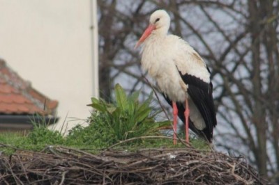 Štorklja na dimniku ljutomerskega župnišča