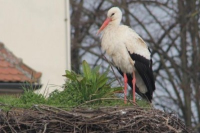 Štorklja na dimniku ljutomerskega župnišča