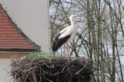 Štorklja na dimniku župnišča