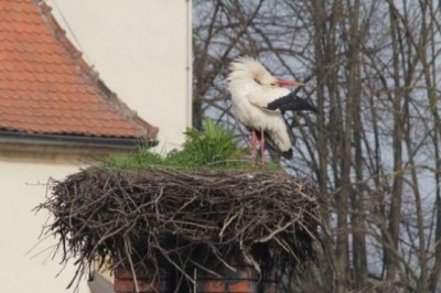 Štorklja na gnezdu ljutomerskega župnišča