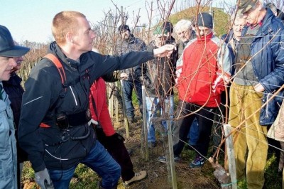 Rez vinske trte DV Mala Nedelja