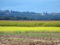 Tekmovanje oračev Slovenije