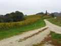 Pot med vinogradi