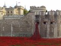 Vsak mak je predstavljal britanskega vojaka, ki je bil ubit v času prve svetovne vojne.