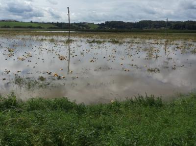 Poplave v Bolehnečicih in Berkovcih