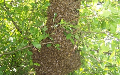 Čebelji roj