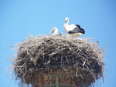 Štorkljin naraščaj v Grabah