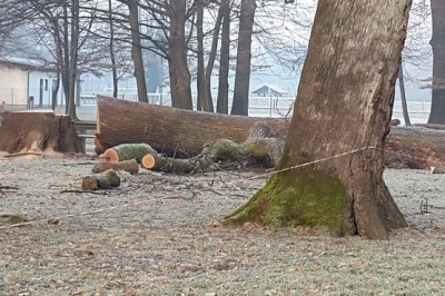 Sečnja dveh hrastov v parku