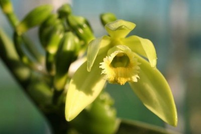 Orhideja vanilija, foto: Ocean Orchids