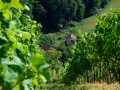 Vinogradi kleti Vuglec Breg