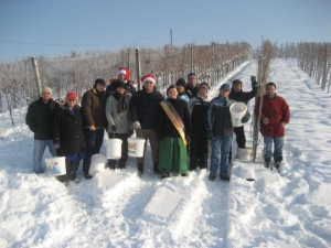 Vinska kraljica vabi na Martinovanje