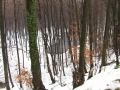 Voda v gozdu na Kamenščaku