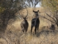 Waterbuck