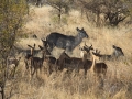 Waterbuck