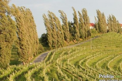 Sunki jugozahodnega vetra bodo presegli hitrost 70 km/h