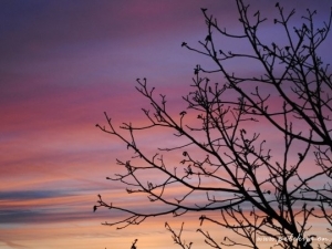 Slika Purple Sky uporabnice teya