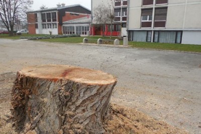 Štor ne kaže bolezni ali votlosti drevesa