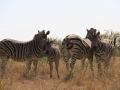 Zebre