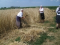 Žetev kot nekoč