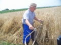 Žetev kot nekoč
