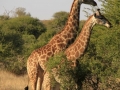 Žirafi