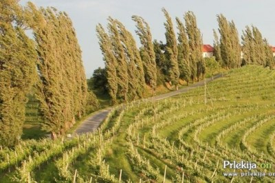 Sunki vetra bodo dosegli tudi 90 km/h