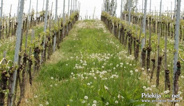 Vinograd Vinograd