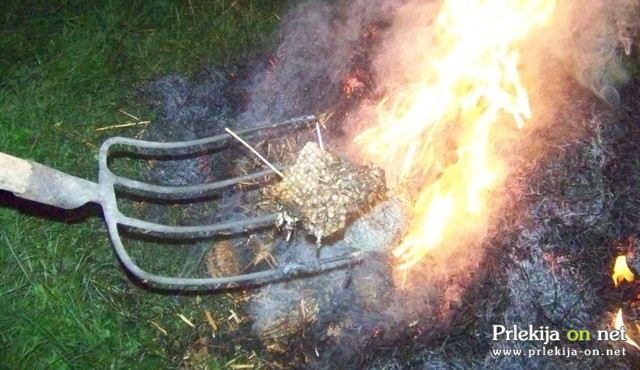 Sežiganje sršenov Sežiganje sršenov
