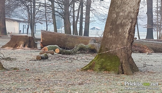 Sečnja dveh hrastov v parku Sečnja dveh hrastov v parku