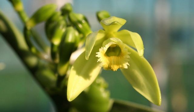Orhideja vanilija, foto: Ocean Orchids Orhideja vanilija, foto: Ocean Orchids