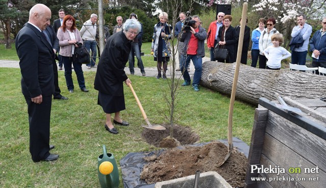 Svakinja Gizi Vratuša zasaja sadilo hrasta