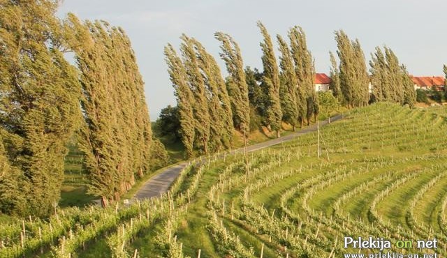 Sunki jugozahodnega vetra bodo presegli hitrost 70 km/h Sunki jugozahodnega vetra bodo presegli hitrost 70 km/h